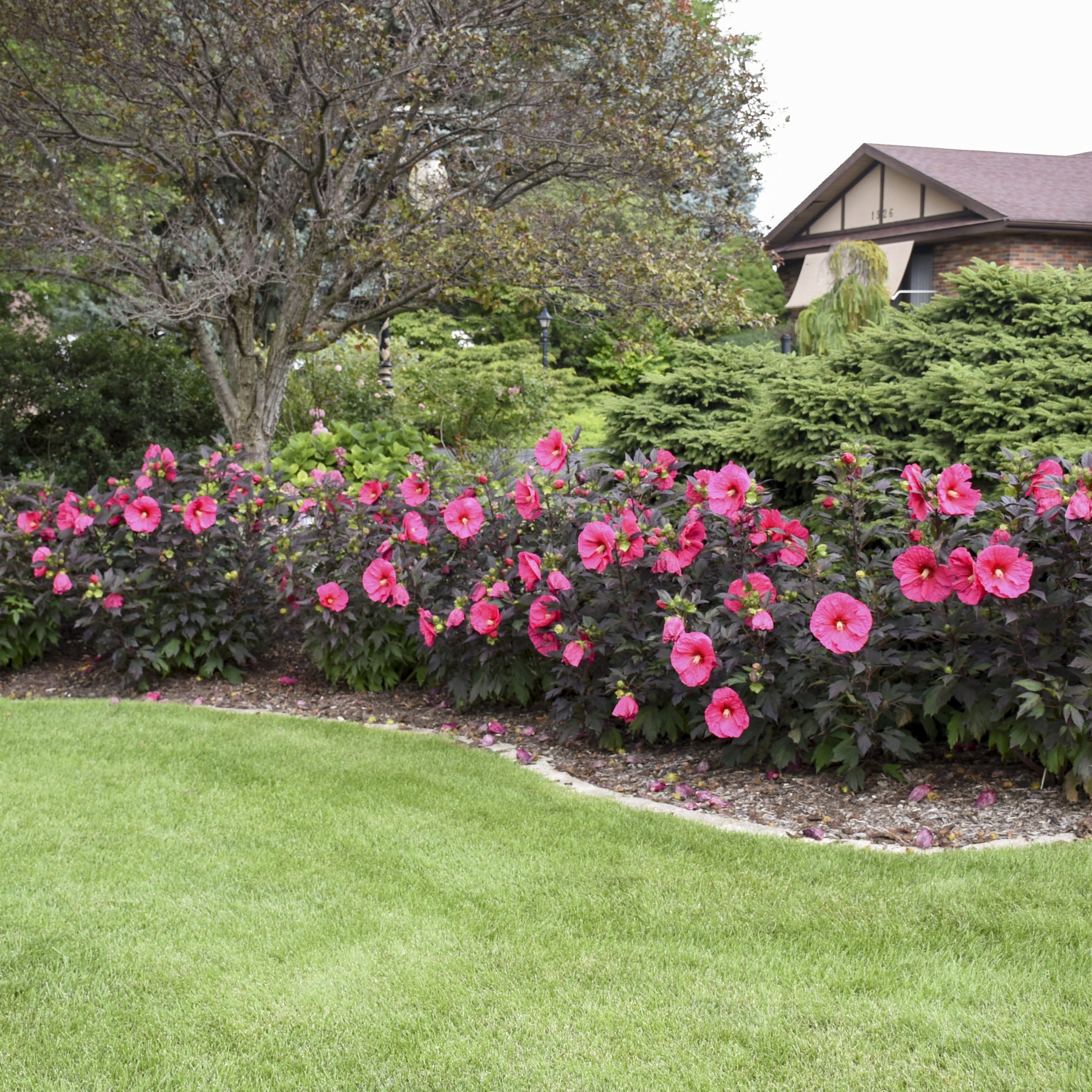Proven Winners 18" Pink Summerific 'Evening Rose' Rose Mallow Live Plant in 8.88" Pot