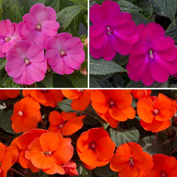 2.5 in. Impatiens Tropical Punch SunPatiens Collection (3-Pack)