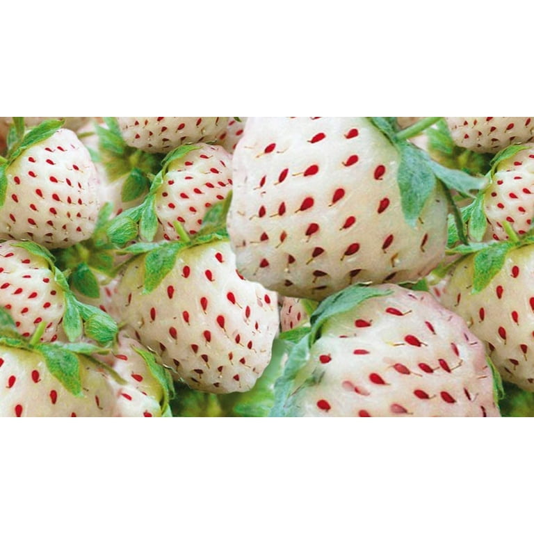 Véritable LINGOT white wild strawberry seed pack