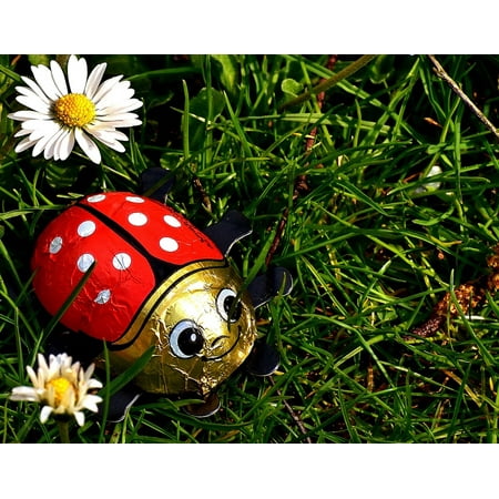 Lucky Chocolate - Canvas Print Lucky Charm Chocolate Ladybug Luck Lucky Ladybug Stretched Canvas 10 x 14