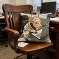 thumbnail image 4 of Funny Office Humor Pillow Cover 18x18, “Office Livestock” Cow & Horse Suit Print, Soft Washable Cushion Cover with Hidden Zipper for Desk Chair, Cubicle or Work From Home Gift, 4 of 6
