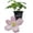 1 Plant, variant on Clematis Montana Elizabeth - Live Starter Plant in a 2 Inch Growers Pot - Starter Plants Ready for The Garden - Rare Clematis for Collectors