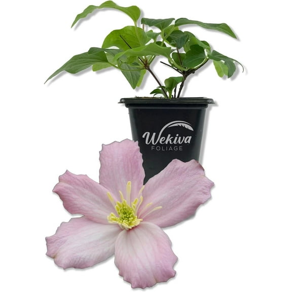 Clematis Montana Elizabeth - Live Starter Plant in a 2 Inch Growers Pot - Starter Plants Ready for The Garden - Rare Clematis for Collectors