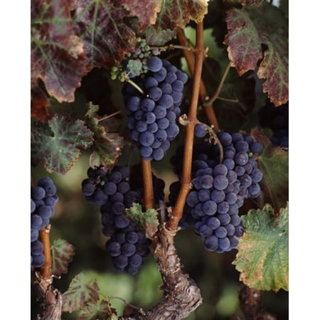 Cabernet sauvignon grapes in vineyard Wine Country California USA Poster Print by Panoramic Images (30 x (Best Cabernet Sauvignon Under 30 Dollars)