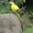 D,10"x2", variant on Luysn Artificial Parrot Life Size Foam Feather Parrot Macaw Birds for Decor Costume Shoulder Ornament Modern Home Garden Decor,Artificial Parrot Foam Feather Parrot,Garden Decor for Outside 10"X2"