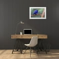 thumbnail image 3 of Jones, Adam 24x17 White Modern Wood Framed Museum Art Print Titled - Yellow-legged honeycreeper-native to South America, 3 of 4