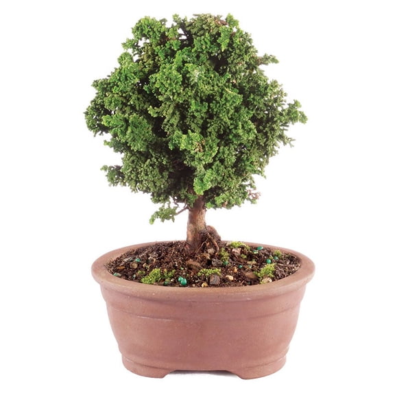 From You Flowers - Dwarf Hinoki Cypress Bonsai Tree for Birthday, Anniversary, Get Well, Congratulations, Thank You, All Occasions