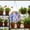 Wisteria, variant on 7.87inch Acrylic Puzzles Suncatcher Window Hanging 7.87inch for Doors Home Sun Catchers Decoration and Christmas Mother's Day Birthday Gifts for Women Men and Mom 7.8 in