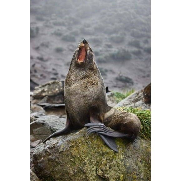 Antarctica, South Georgia, Elsehul Bay, Fur seal Poster Print by Jaynes Gallery (25 x 38)