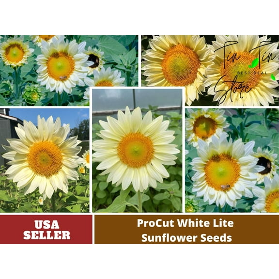 25  Seeds| ProCut White Lite Sunflower Seed #E008-Authentic Seeds-Flowers-Seeds-Rose seeds-Herb seeds-Vegetable Seeds-Mix Seeds- 3G1