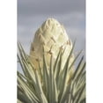 thumbnail image 3 of Majchrowicz, Alan 17x24 Black Modern Framed Museum Art Print Titled - Joshua Tree, 3 of 5