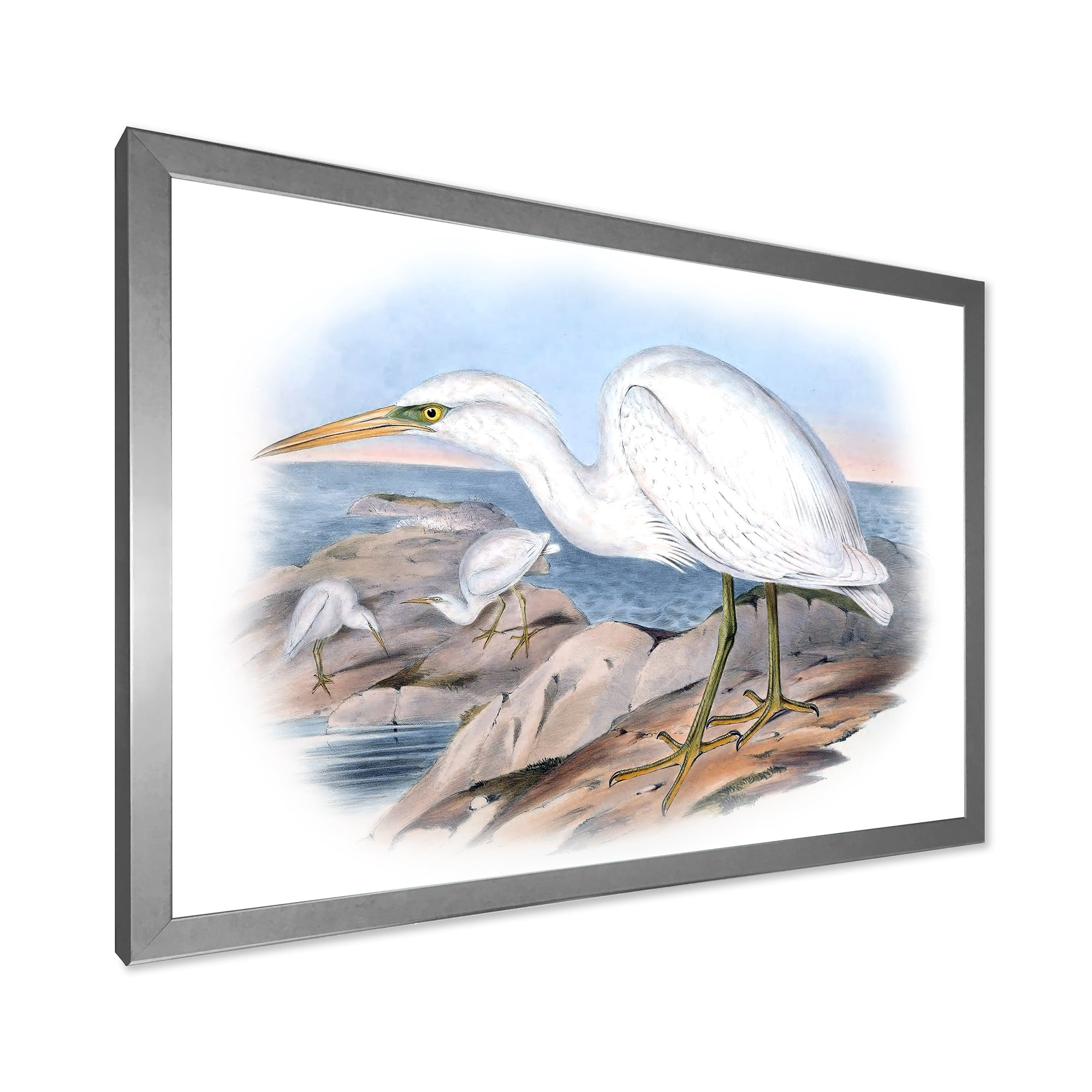 Designart 'Ancient Australian Birds XIII' Traditional Framed Art Print