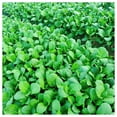 thumbnail image 2 of Everwilde Farms - 1 oz Organic Tat Soi Chinese Cabbage Seeds - Gold Vault Bulk Seed Packet, 2 of 3
