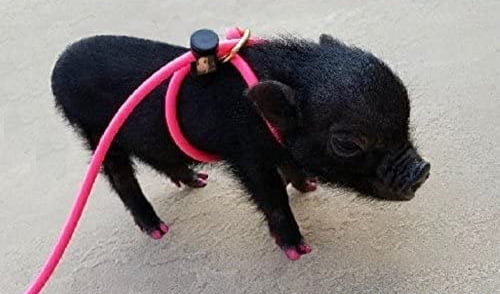 Carter Pet Supply Adjustable Hog/ PIG Harness With leash 2 Metal Buckle easy Fit 