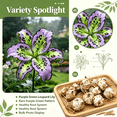 thumbnail image 3 of Lily Bulbs,Low Maintenance - Easy Grow - Ideal For Beds Borders, Plant Pots & Planters, 3 of 5