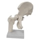 thumbnail image 3 of Modelo de articulación de cadera, accesorio portátil, equipo didáctico para aulas de ciencias escolares, estudiantes de medicina ósea y, 3 of 8