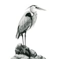 thumbnail image 3 of Popp, Grace 19x24 Black Modern Framed Museum Art Print Titled - Shoreline Heron in BandW I, 3 of 5