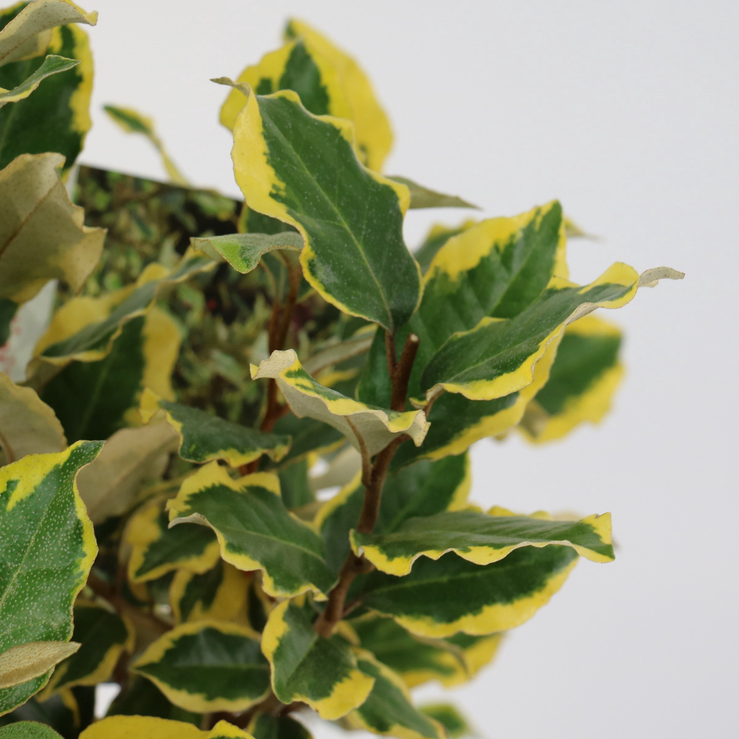 3 gal. Elaeagnus Olive Martini