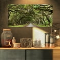 thumbnail image 1 of Design Art - Live Oak Tunnel, 1 of 3