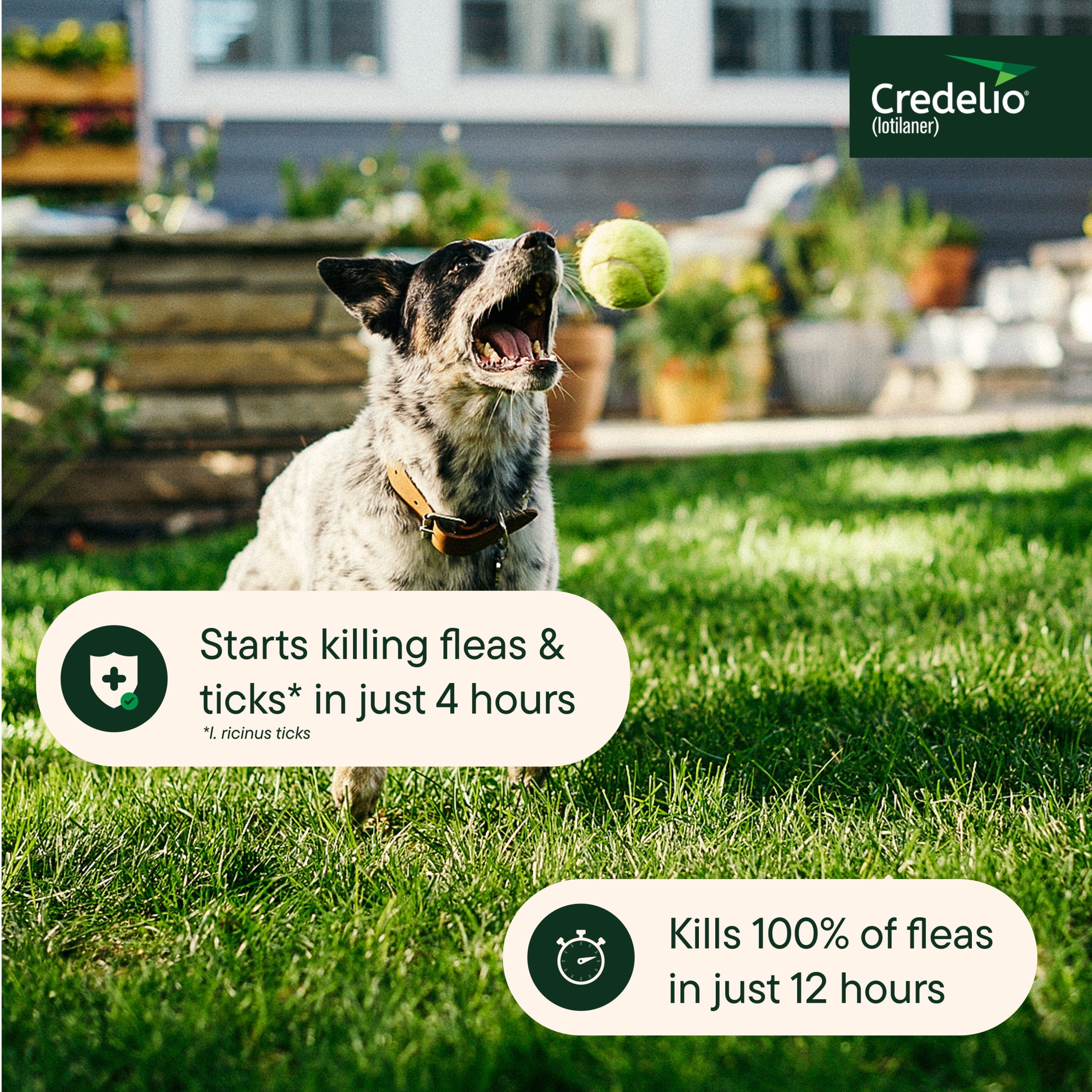 Credelio (lotilaner) Tick & Flea Treatment + Flea Infestation Protection for Dogs 25.1-50.0 lbs. (6 Tablets)
