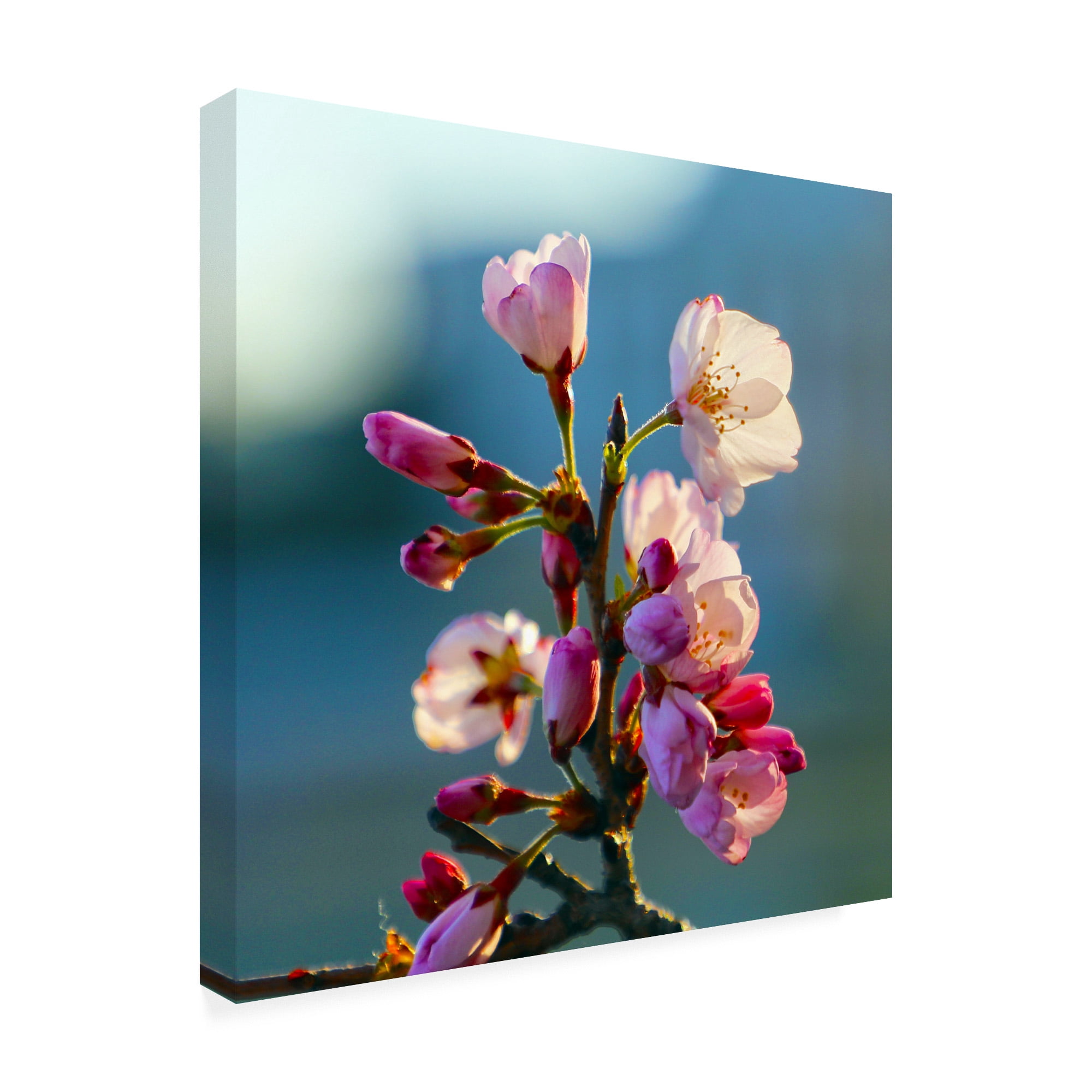 Trademark Fine Art 'Cherry Blossom Blurred' Canvas Art by Mitch Catanzaro