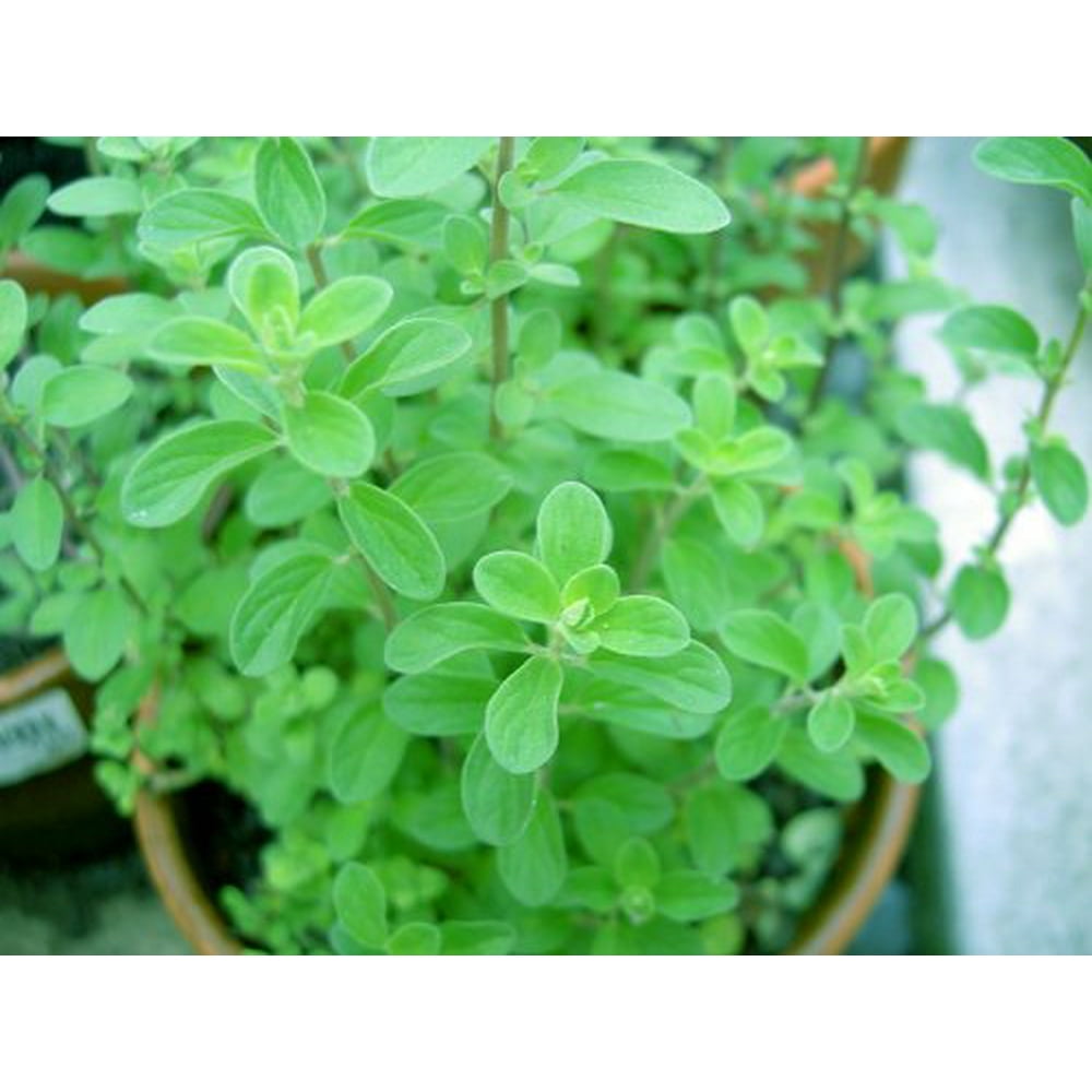 Sweet Marjoram Herb Plants Non GMO Two (2) Live Plants Not Seeds Each 4"7"tall in 3.5