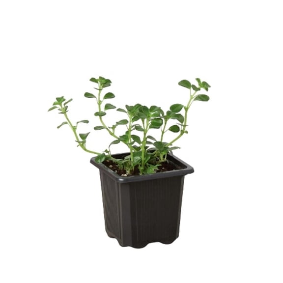 Nettle 'Baby's Tear', 3" Pot, Indoor Houseplant, Easy Care, Live Plant for Indoor & Outdoor