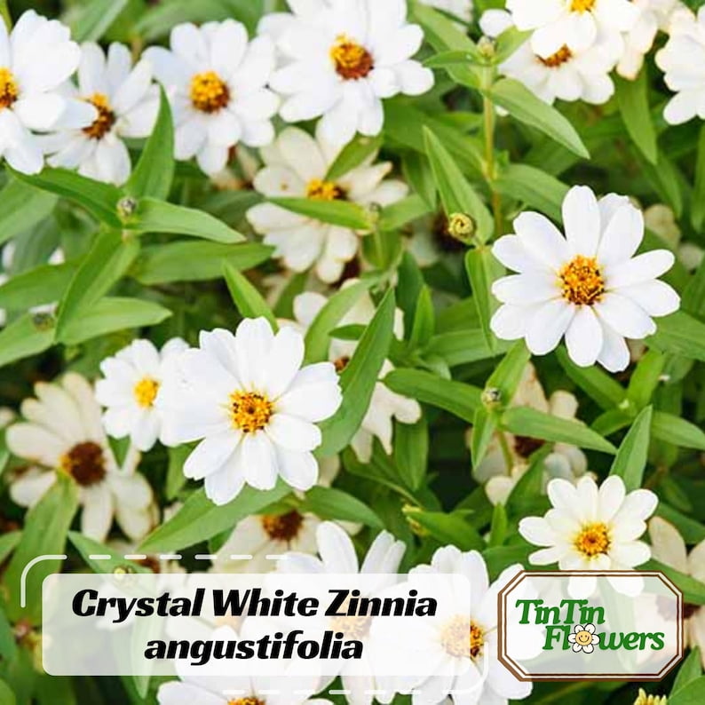 30 Seeds Crystal White Zinnia angustifolia - Open-Pollinated Flower Seeds for Planting