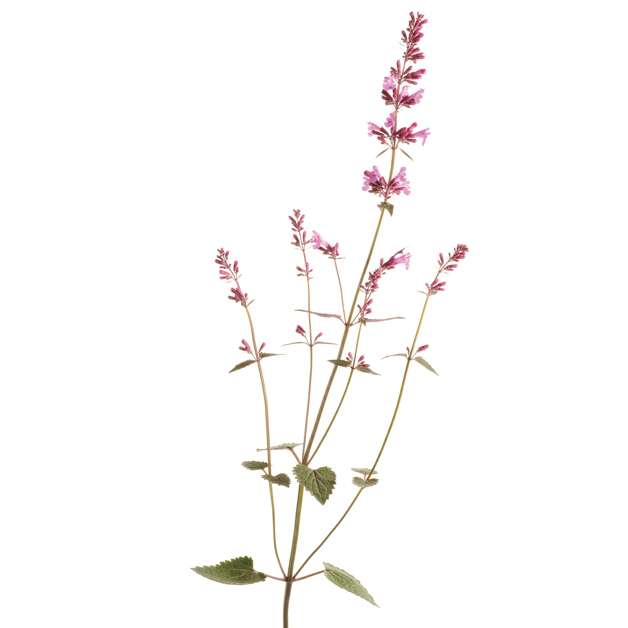 Proven Winners 6" Purple Meant to Bee 'Royal Raspberry' Anise Hyssop Live Plant in 6.5" Pot