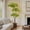 6FT(with light), variant on Studyset Artificial Plants Indoor, 5FT Fake Black Olive Tree with 50 LED Lights Tall Fake Plants in Plastic Nursery Pot Fake Tree Artificial Trees for Home Dr Office Living Room