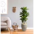 thumbnail image 5 of Nearly Natural Plastic 4' Dracaena Artificial Plant in Sand Colored Planter, Green, 5 of 8