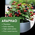 thumbnail image 2 of 5 Arapaho Thornless BlackBerry Plants – Well-Rooted, Fruit-Bearing, Easy-to-Grow, Juicy Sweet Berries, Perfect for Home Gardens, Patios, and Home Berry Harvests, 2 of 6