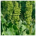 thumbnail image 5 of Everwilde Farms - 1000 Large Leaf Sorrel Herb Seeds - Gold Vault Jumbo Bulk Seed Packet, 5 of 5
