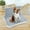White, variant on Pet Training Toilet Tray Removable Puppy Pee Tray Easy to Clean Puppy Toilet White