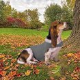 thumbnail image 4 of Ropa calmante para prevenir el susto Calmante para perros pequeños, chaqueta estabilizadora de ansiedad MFZFUKR CPB-US-XAH128-2, 4 of 5