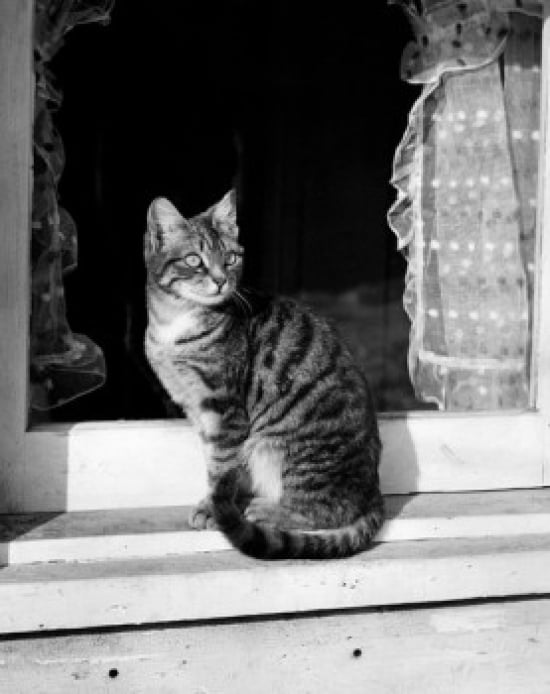 Posterazzi Cat Sitt