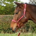 thumbnail image 2 of Hy Collier de Cheval Pailleté et Cordelette, 2 of 2