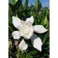 thumbnail image 2 of Frostproof Gardenia  3 Large Gallon Size Plants  Fragrant Blooming Shrub  Gardenia Jasminoides, 2 of 9