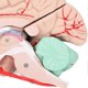 thumbnail image 5 of Human Brain Model Professionals Doctors Teaching Brain Anatomy Model for Hospital School Display, 5 of 5
