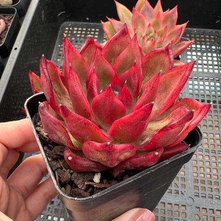 Echeveria Agavoides 'Frank Reinelt',Rare live succulent , 4 inches. Shipped bare root. Ideal for home, office, indoor and outdoor decor.
