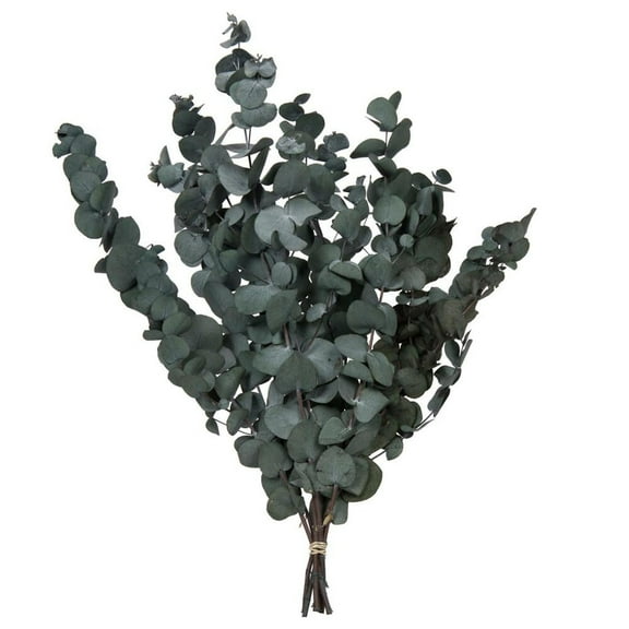Vickerman 681619 - 18-20"x9" Eucalyptus Spiral Green 3.5oz (H1ESP150) Home Office Picks and Sprays