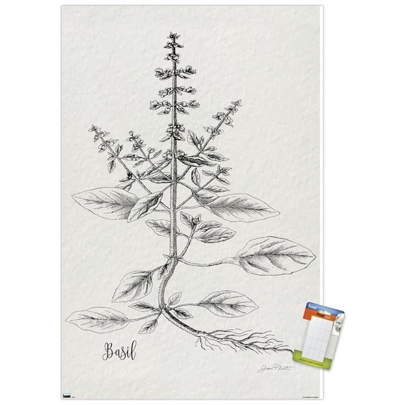 Jean Plout - Botanical Studies on Paper Basil Wall Poster, 22.375" x 34"