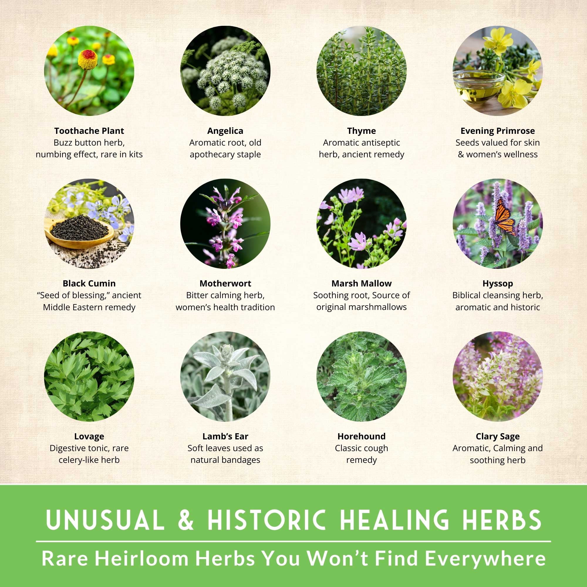 36 Pack Ultimate Medicinal Herb Seed Collection - Full Sun Perennials & More