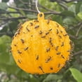 thumbnail image 6 of Ball Fruit Fly Catcher Flying Insect Bug Pest Gnat Traps Ball Wasp Bee Insect Trap for Indoor Outdoor House Kitchen Plants Trees (Yellow), 6 of 9