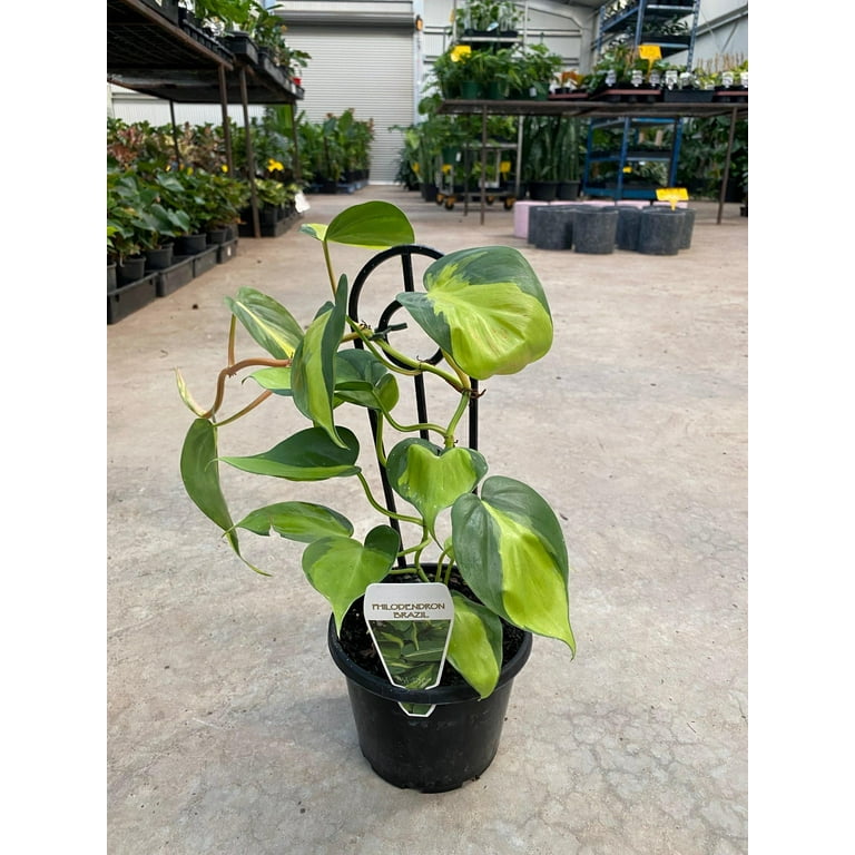 Philodendron Brasil-Variegated Heartleaf-Air Purifying Plant 6" Pot -  Walmart.com