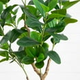 thumbnail image 4 of Nearly Natural Potted Audrey Ficus Artificial Tree - 4' - Unlit, 4 of 8