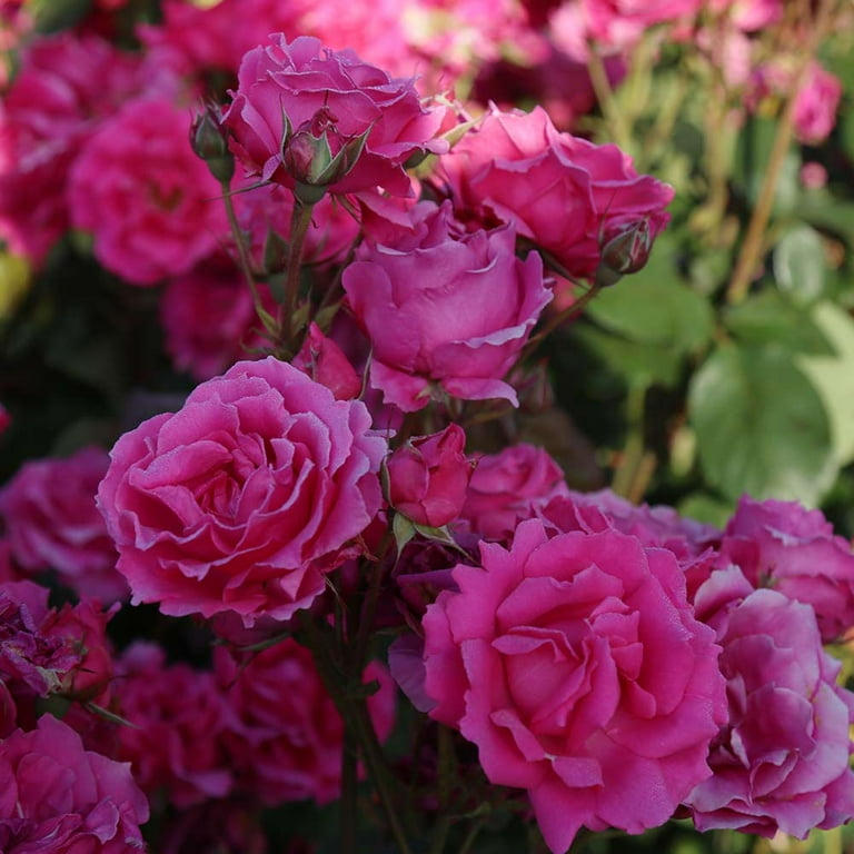 Heirloom Roses - Countryman Hardy Rose Bush - Pink Flowers For Garden