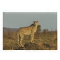 thumbnail image 1 of Safari Cutting Board, Wild Animal Cheetah Standing on Termite Mound Savannah Nature View, Decorative Tempered Glass Cutting and Serving Board, Large Size, Ginger Apricot Dust, by Ambesonne, 1 of 1
