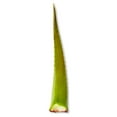 thumbnail image 4 of Fresh Aloe Leaf, Each, 4 of 7