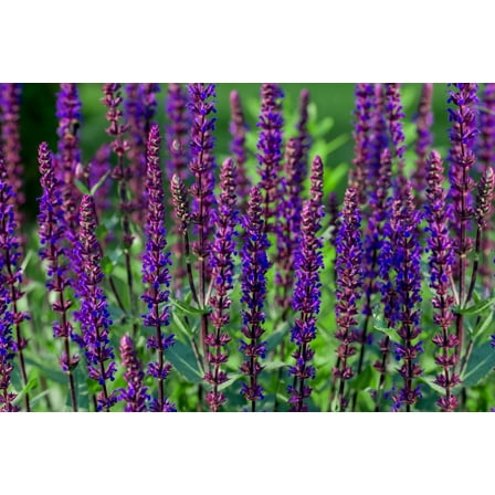 Salvia 'Caradonna' - Meadow Sage - Live Starter Plant in a 3" Pot